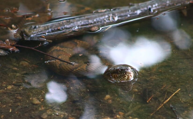 Some Recent Nature Photography